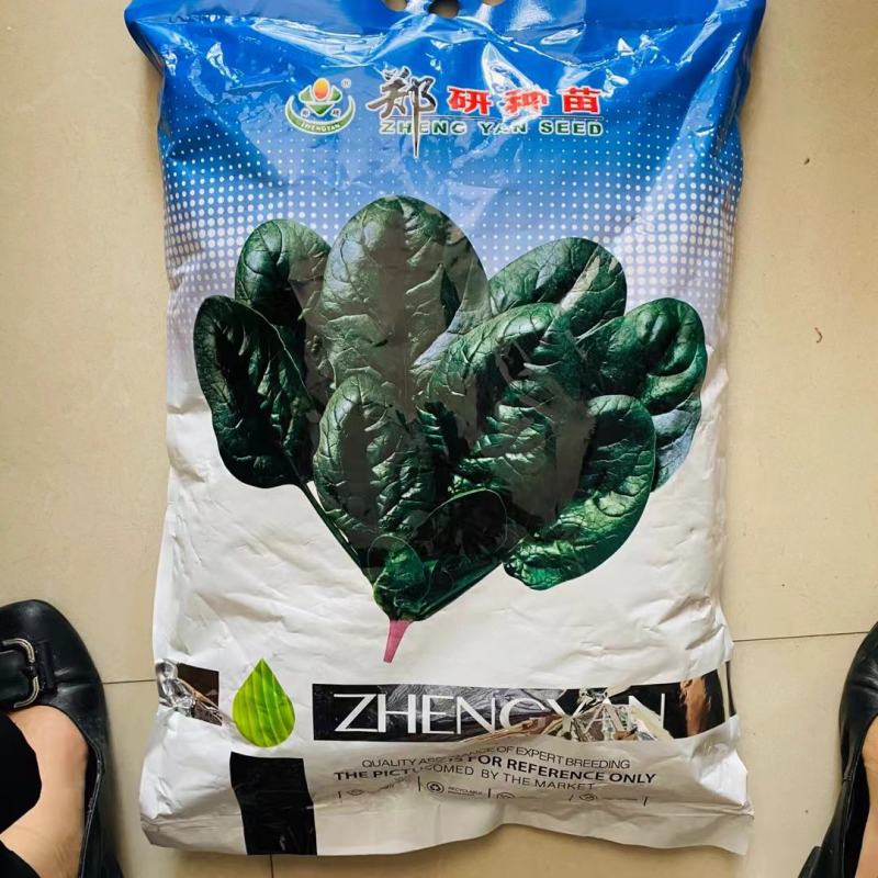 黑鹏813杂交一代黑圆叶菠菜种子叶片肥厚耐抽苔品种可做