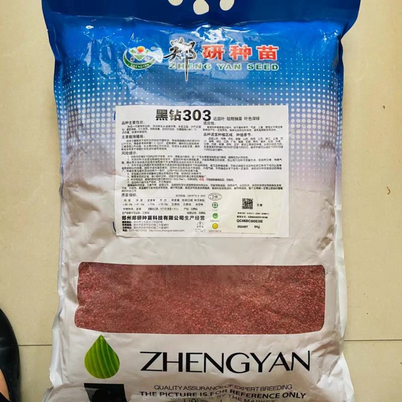 黑鹏813杂交一代黑圆叶菠菜种子叶片肥厚耐抽苔品种可做