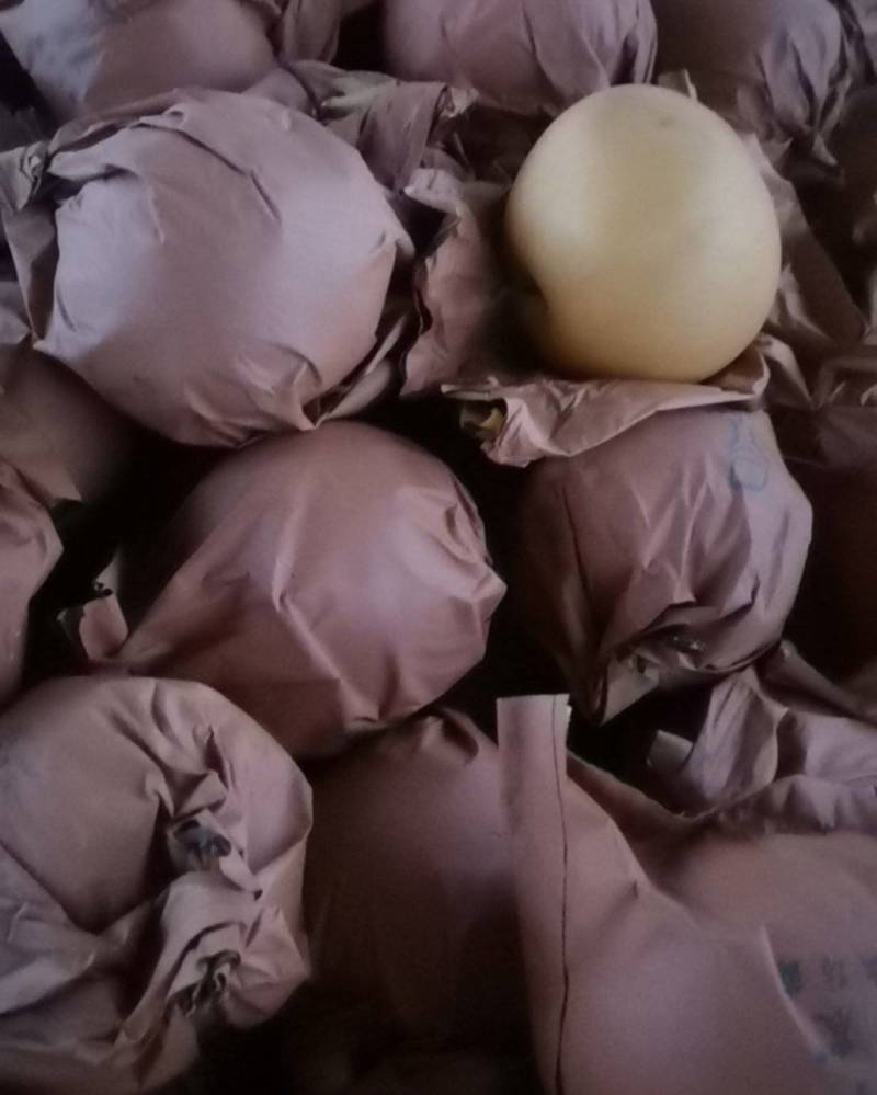 圆黄梨