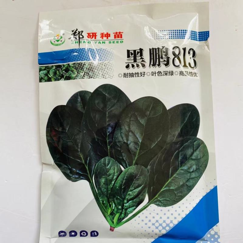 博奥特010荷兰引进杂交菠菜种子叶色深绿平展有光泽耐寒性