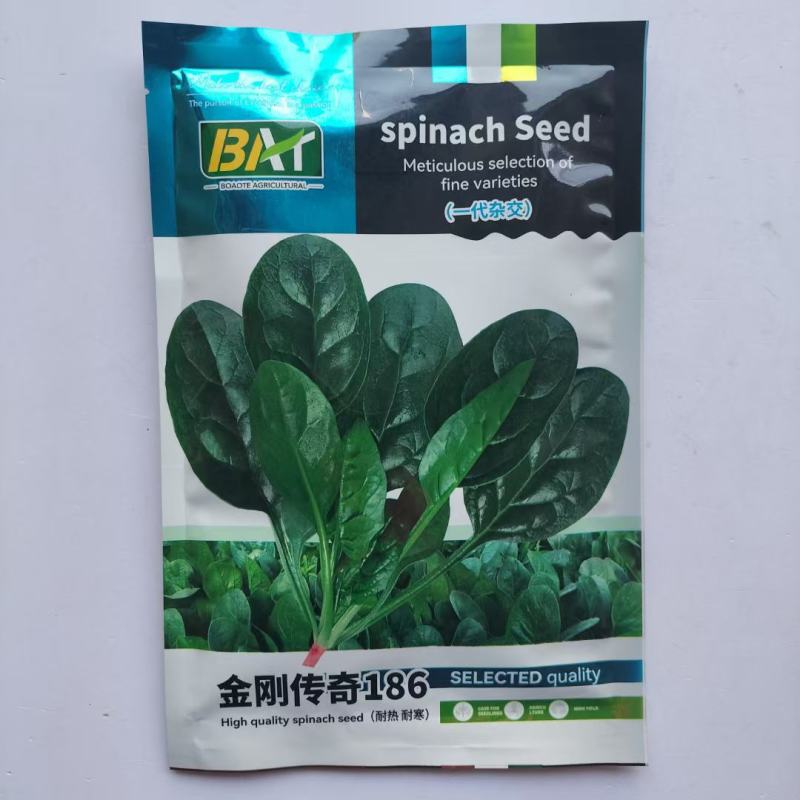 博奥特010荷兰引进杂交菠菜种子叶色深绿平展有光泽耐寒性