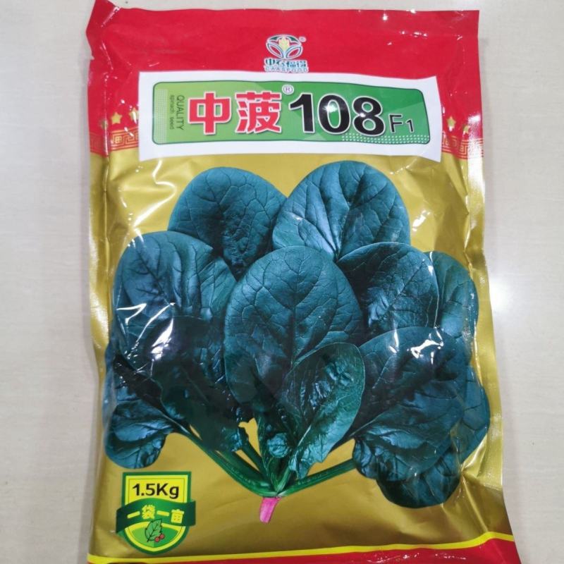 中菠108耐热耐寒菠菜种子耐抽苔直立性强半圆黑叶厚菠菜大