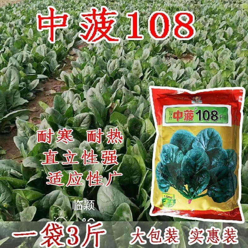 中菠108耐热耐寒菠菜种子耐抽苔直立性强半圆黑叶厚菠菜大