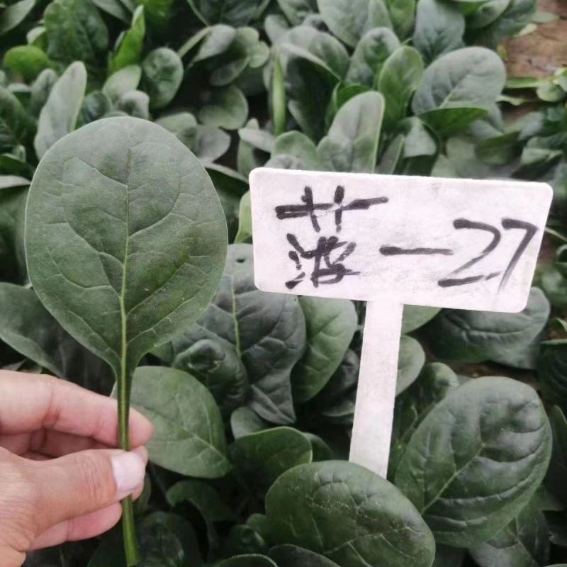 中菠108耐热耐寒菠菜种子耐抽苔直立性强半圆黑叶厚菠菜大