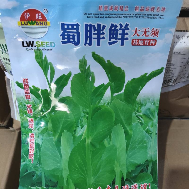 豌豆种子蜀胖鲜精选大无须豌豆尖品种粗胖鲜嫩脆