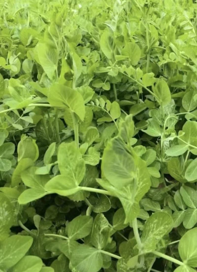 豌豆种子蜀胖鲜精选大无须豌豆尖品种粗胖鲜嫩脆