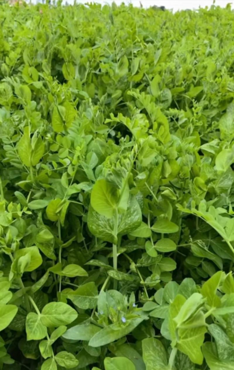 豌豆种子蜀胖鲜精选大无须豌豆尖品种粗胖鲜嫩脆