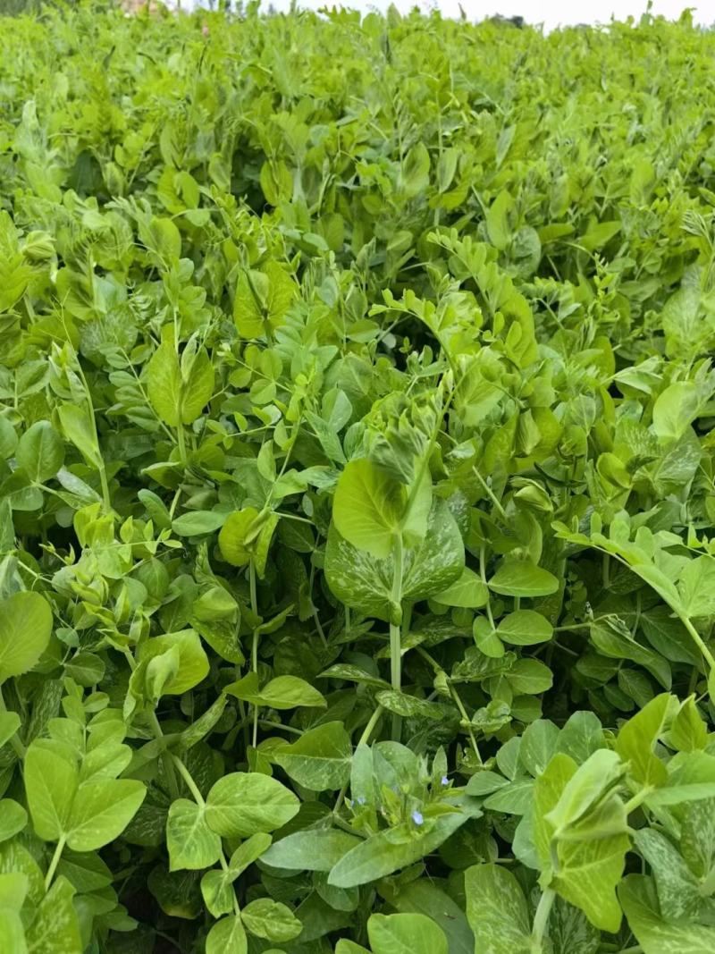 豌豆种子蜀胖鲜精选大无须豌豆尖品种粗胖鲜嫩脆