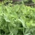 豌豆种子蜀胖鲜精选大无须豌豆尖品种粗胖鲜嫩脆