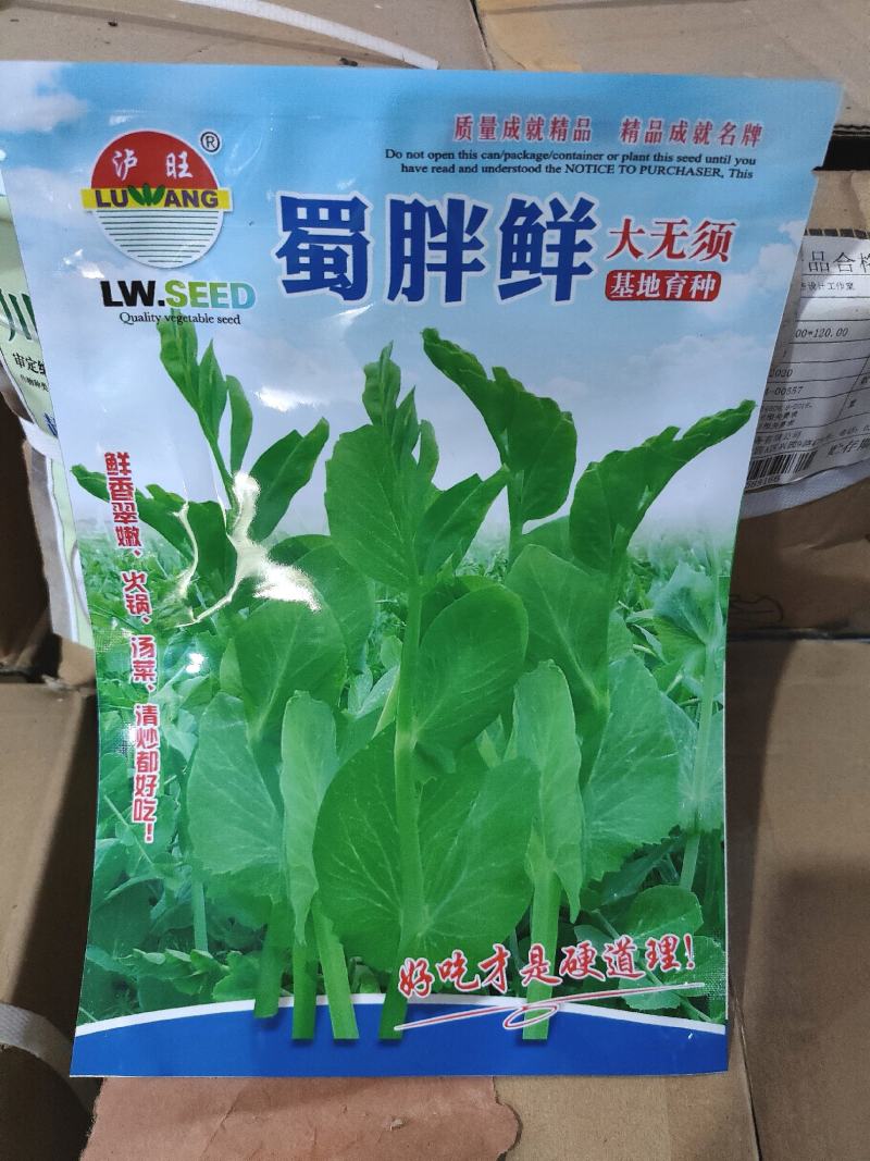 豌豆种子蜀胖鲜精选大无须豌豆尖品种粗胖鲜嫩脆