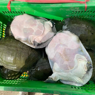 生态甲鱼