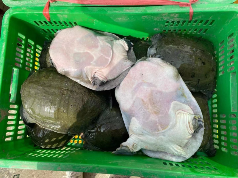 生态甲鱼