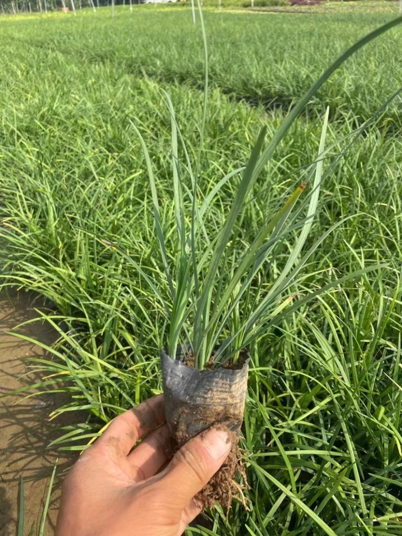 麦冬多年生宿根地被类花草，耐寒耐旱耐高温，生命力旺盛，