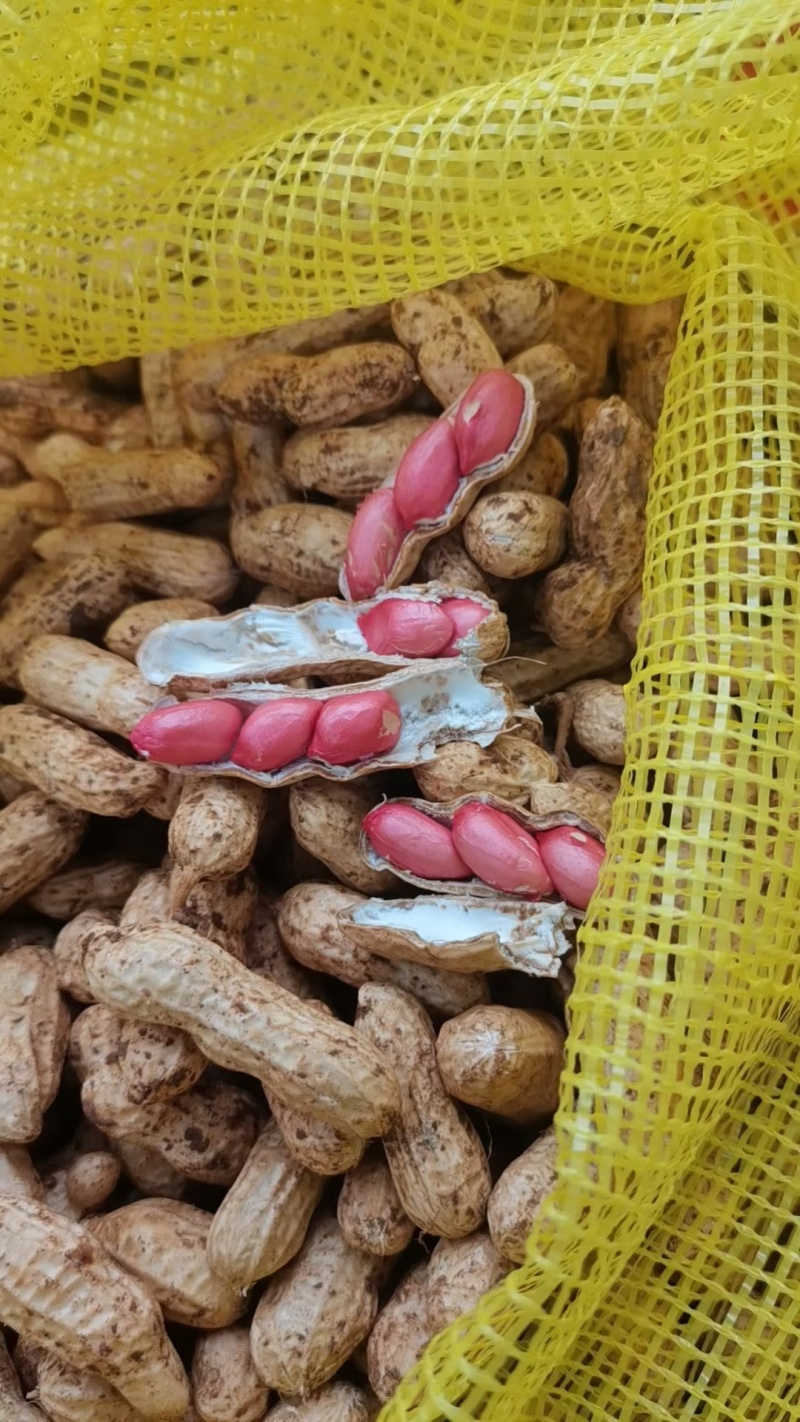 徐州精品四粒红花生，人工精挑细选，需要的老板可以下单