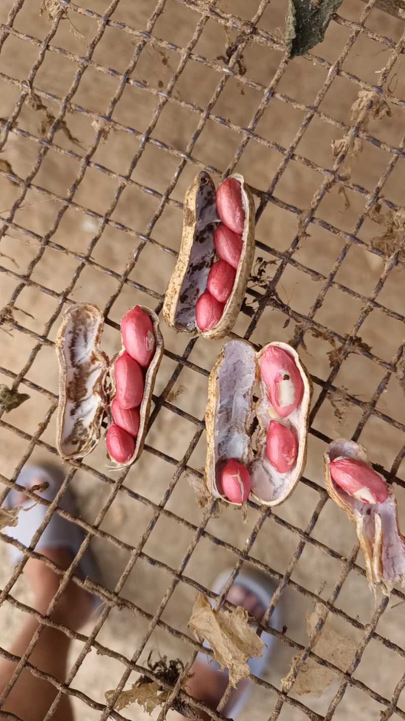 徐州精品四粒红花生，人工精挑细选，需要的老板可以下单
