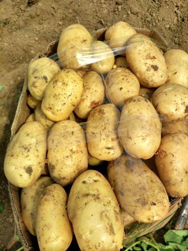 【推荐】优质荷兰十五土豆大量供货产地货源品质保证