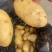 【推荐】优质荷兰十五土豆大量供货产地货源品质保证