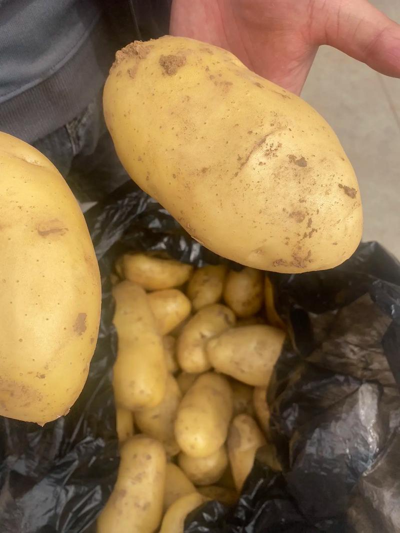 【推荐】优质荷兰十五土豆大量供货产地货源品质保证