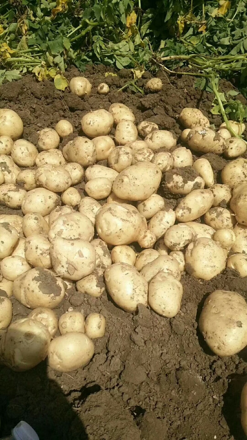 【推荐】优质荷兰十五土豆大量供货产地货源品质保证