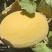 内蒙哈密瓜金色年华基地供应量大质优价格优惠一手货源