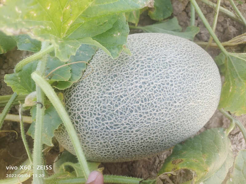 内蒙晓蜜25哈密瓜西州蜜17量大质优价格优惠欢迎咨询