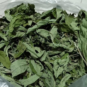 云南种植基地常年供应木豆叶根花茎批发零售