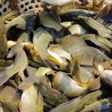 黄金鲫垂钓专用