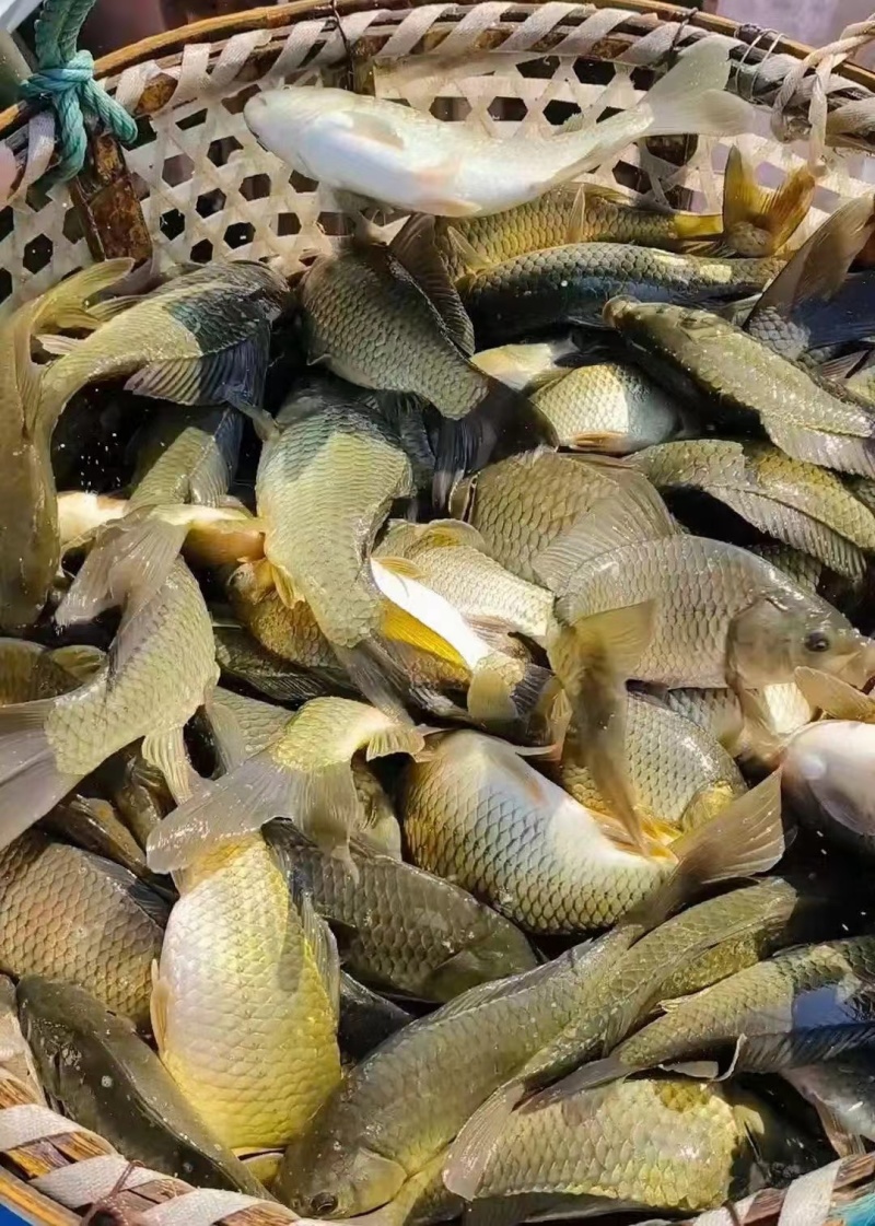 黄金鲫垂钓专用