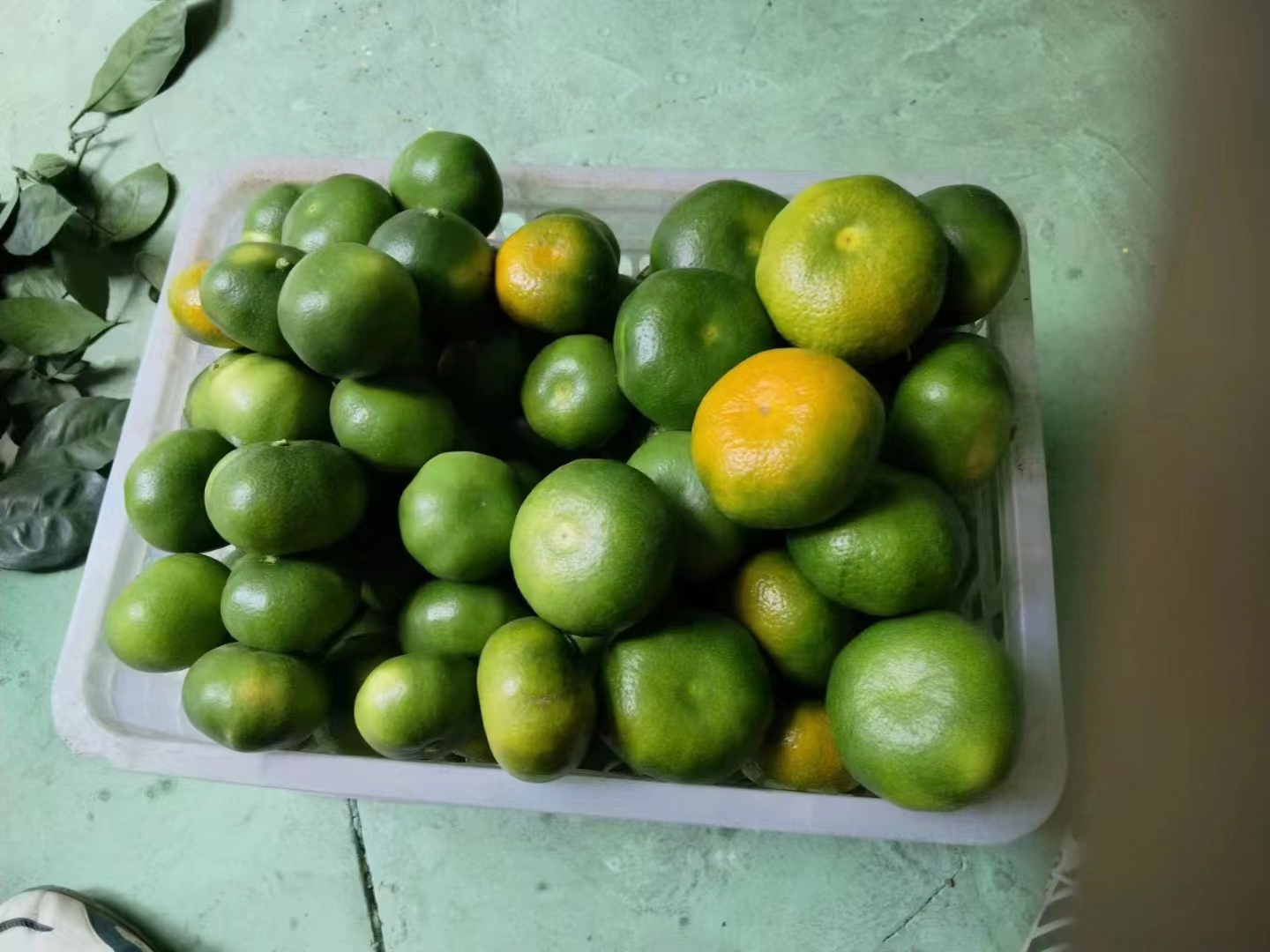 青蜜桔果实特写