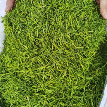 湖南茶花金银花，质量保证一手货源，基地直供，量大从优
