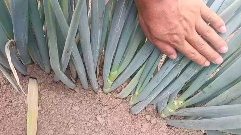 山东铁杆葱烹饪场景图