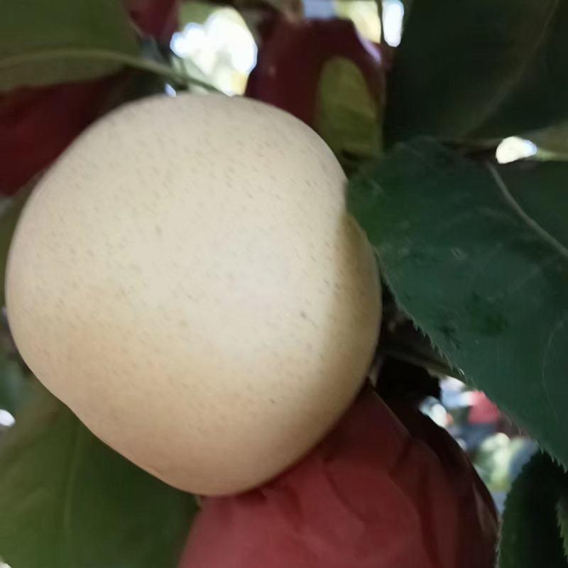 精品特级一级黄金梨