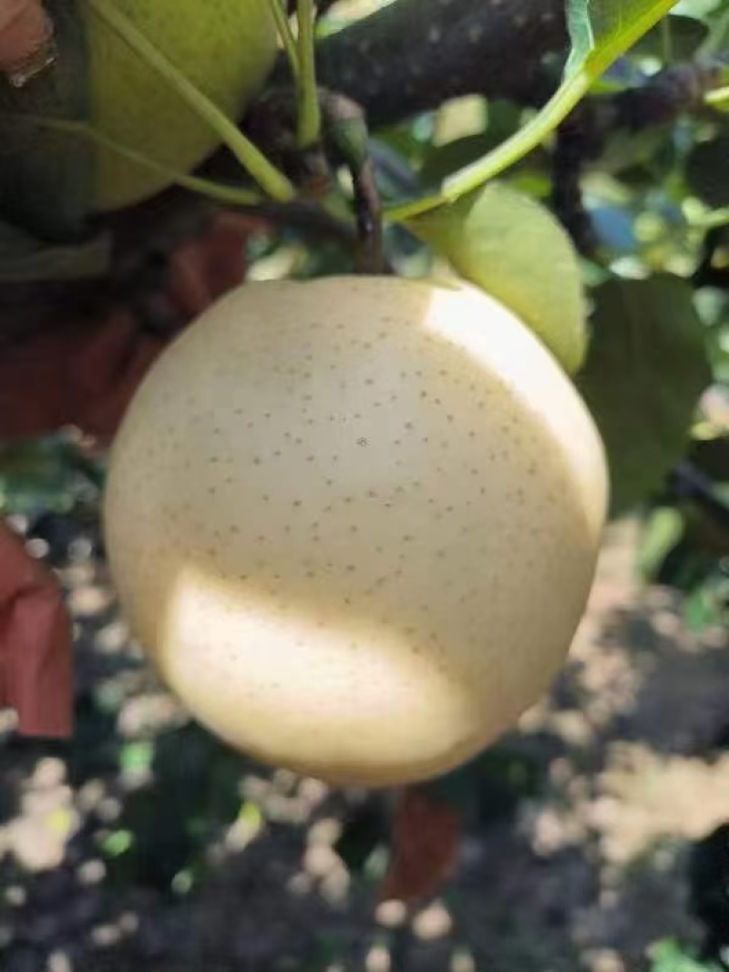 精品特级一级黄金梨