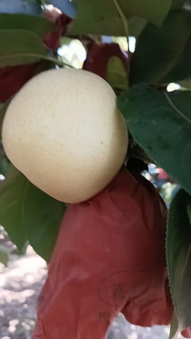 精品特级一级黄金梨