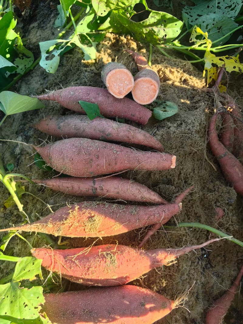六鳌蜜薯，西瓜红，北京红等各品种地瓜大量现货接单