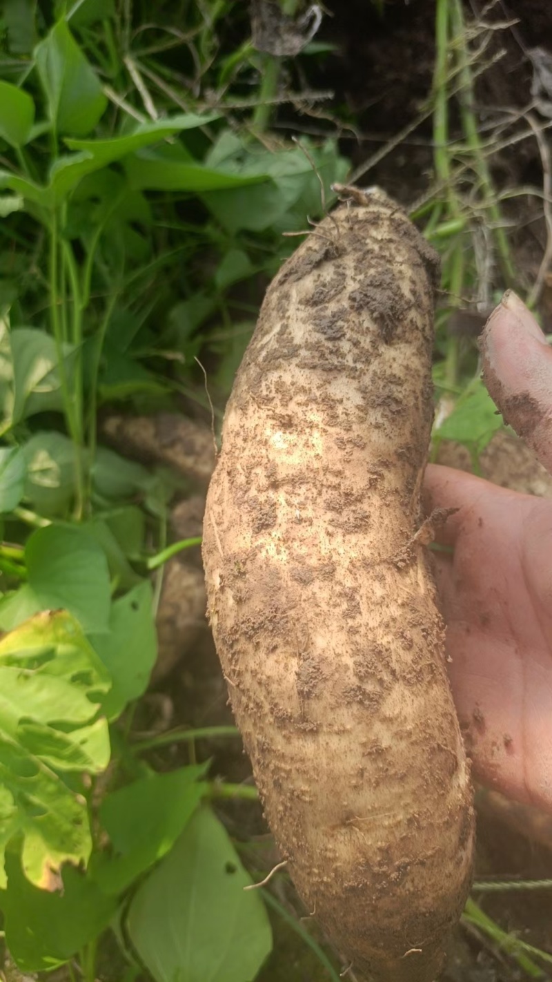 六鳌蜜薯，西瓜红，北京红等各品种地瓜大量现货接单