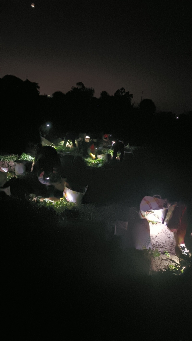 六鳌蜜薯，西瓜红，北京红等各品种地瓜大量现货接单