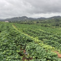 山地红薯烟台山地蜂蜜罐红薯300亩