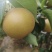 圆黄梨湖北圆黄梨大量供应价格实惠欢迎来电咨询