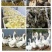 肉鹅养殖鹅苗送货上门包教技术建棚养大回收大鹅你养殖我回收