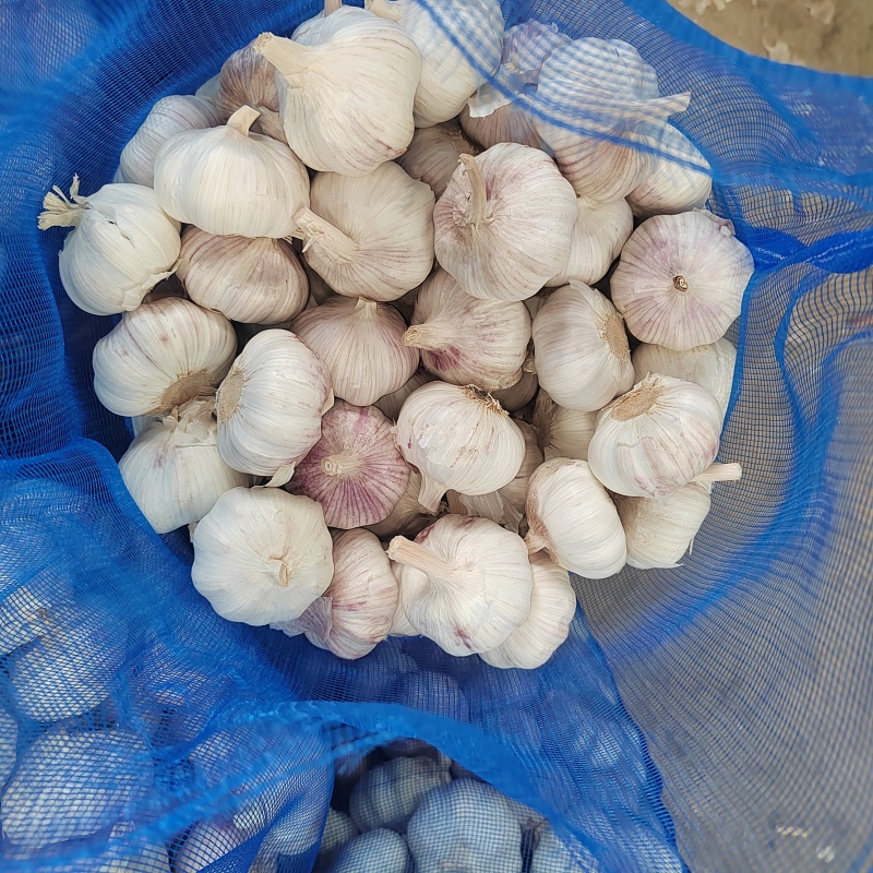 精品大蒜金乡大蒜量大质优价格优惠一手货源欢迎采购咨询