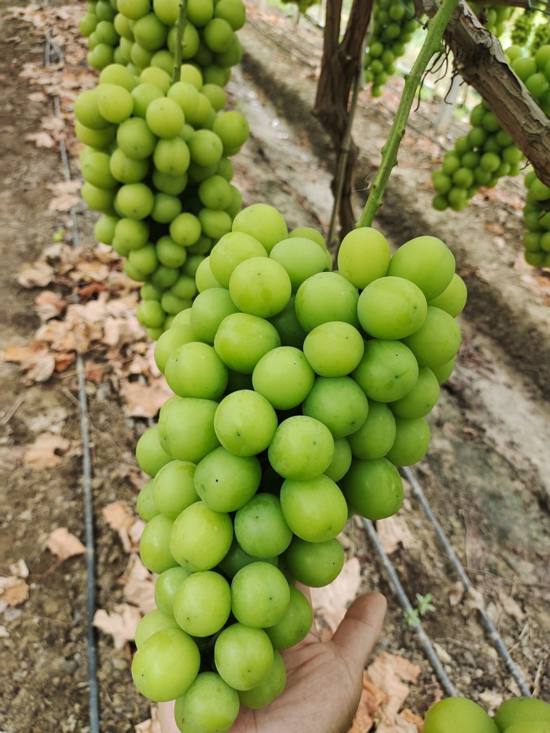 阳光玫瑰