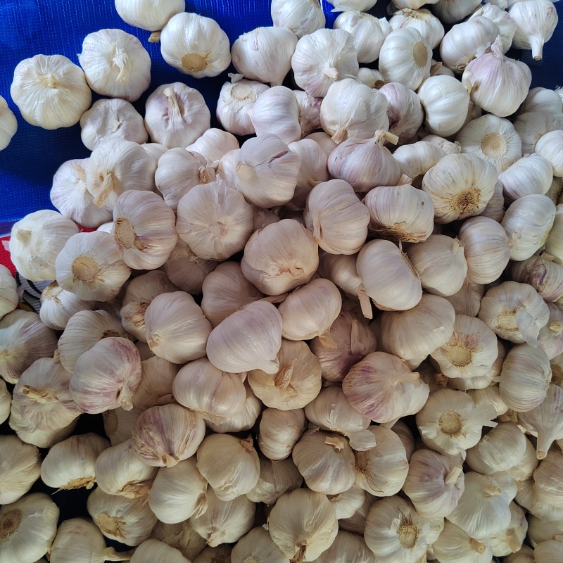 精品大蒜金乡大蒜量大质优价格优惠一手货源欢迎采购咨询