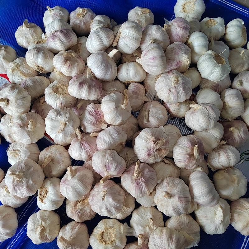 精品大蒜金乡大蒜量大质优价格优惠一手货源欢迎采购咨询