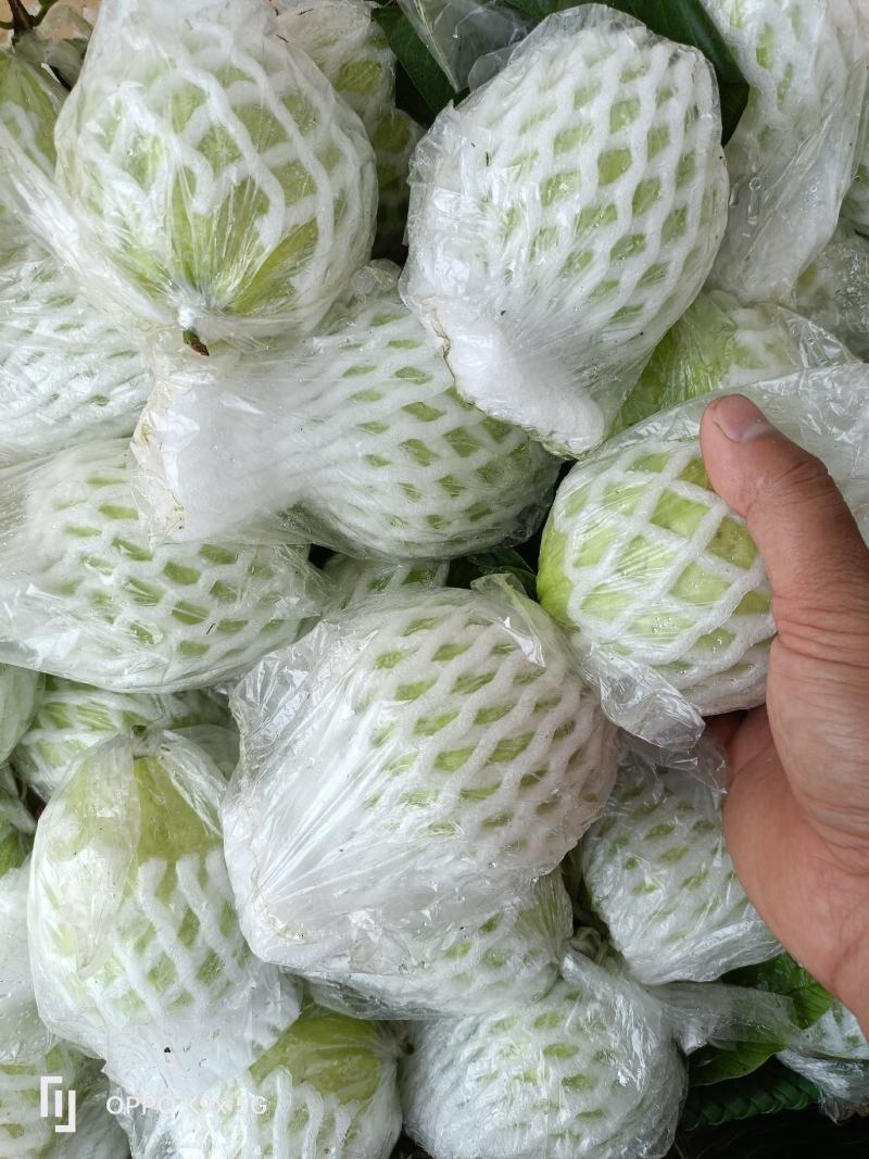 番石榴