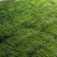 【推荐】线椒78号线椒辣椒二荆条线椒产地直发代发全国