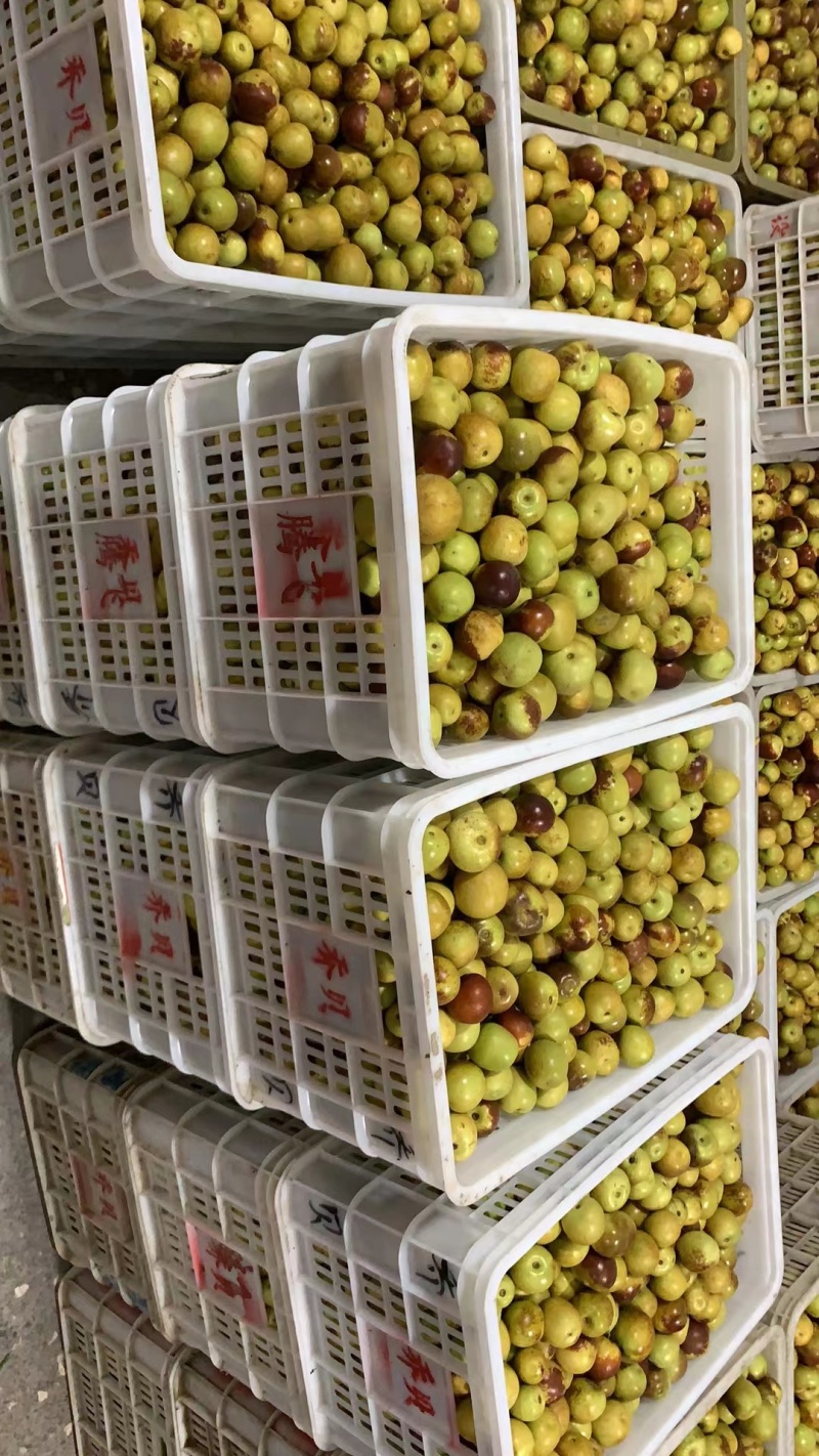 山西庙上冬枣皮薄肉厚脆甜可口现摘现发视频看货