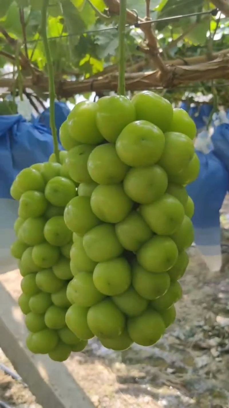 精品阳光玫瑰，陕西渭南临渭区，产地直发，保质保量