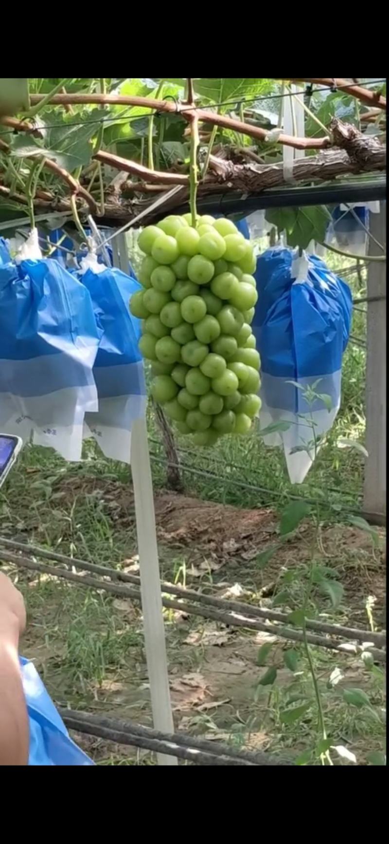 精品阳光玫瑰，陕西渭南临渭区，产地直发，保质保量