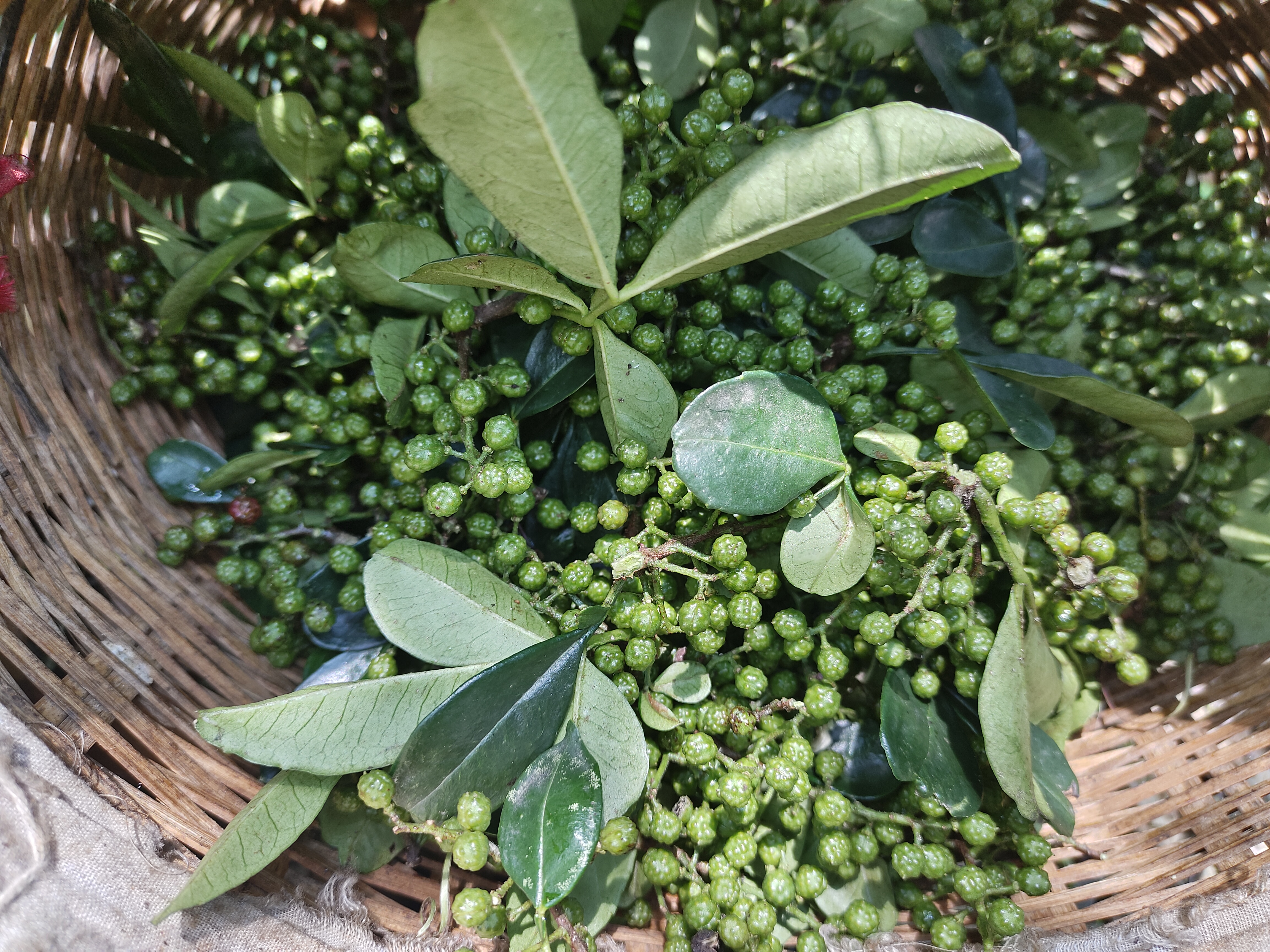 胡椒植物与果实